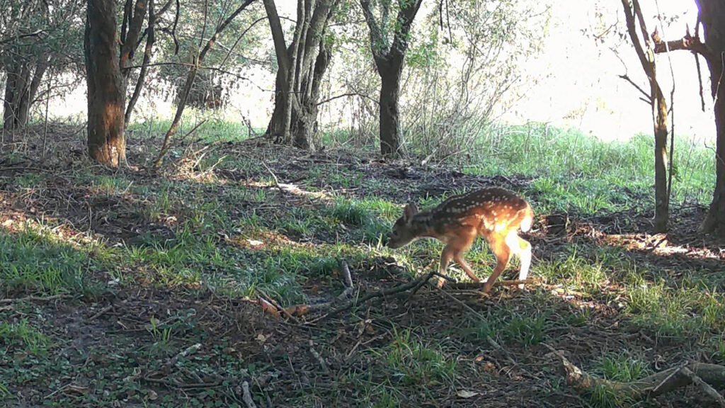Nacimiento de una nueva corzuela parda