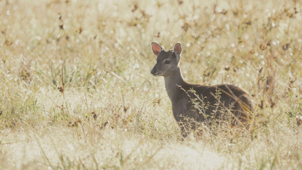 Un esperado regreso en la Reserva El Potrero