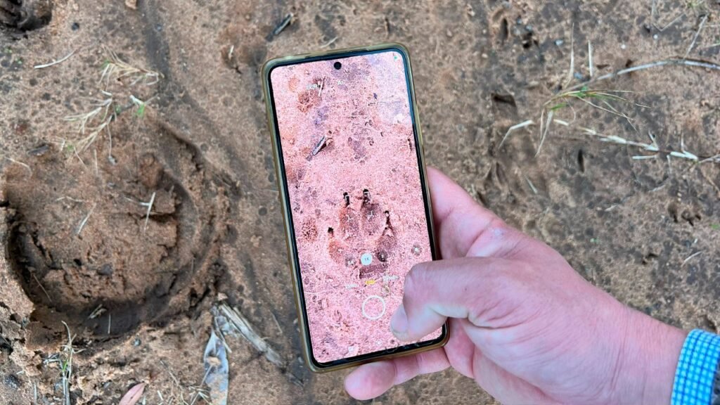 Chamarrita: primeros registros tras su reintroducción