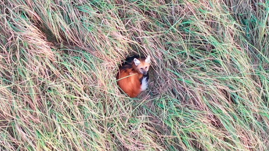 Chamarrita: dos meses en libertad en la Reserva El Potrero