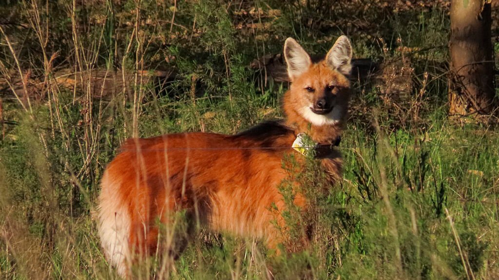Chamarrita sigue su camino en libertad