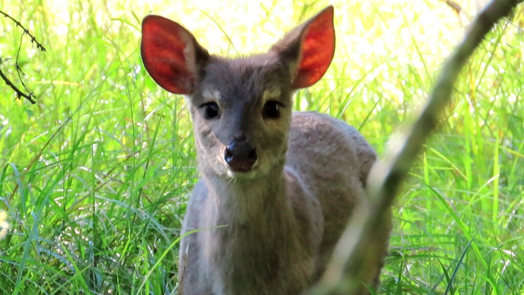 Monitoreo de las corzuelas liberadas en la Reserva El Potrero