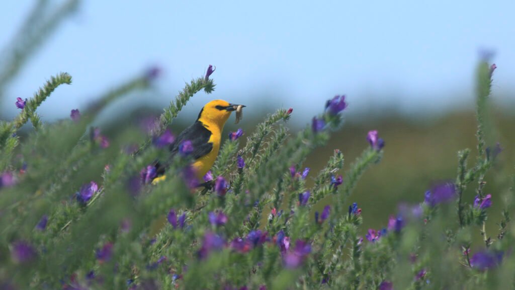Monitoreo del Tordo Amarillo en El Potrero