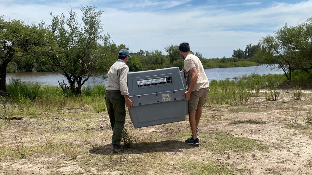 Llegaron dos carpinchos a la Reserva El Potrero