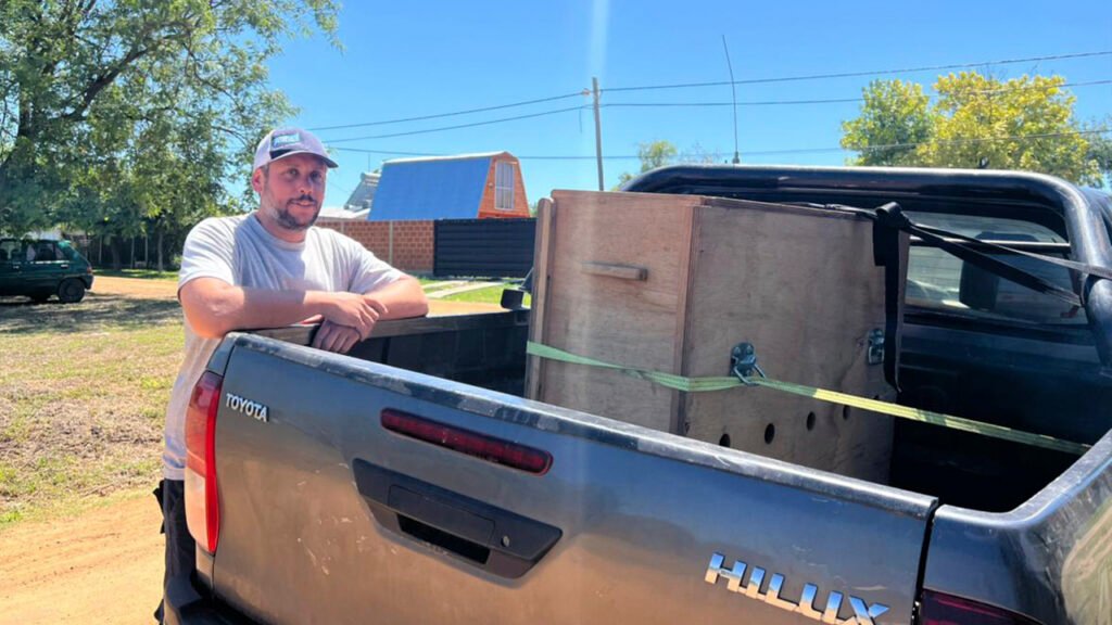 Llegaron dos nuevos ejemplares de corzuela parda a la Reserva El Potrero