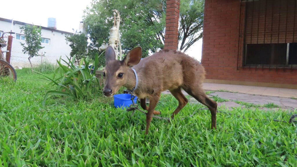 Una nueva corzuela parda llega al proyecto de repoblación de El Potrero
