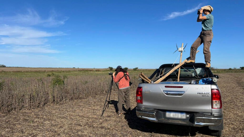 Avances en el monitoreo invernal del Tordo Amarillo en la Reserva El Potrero