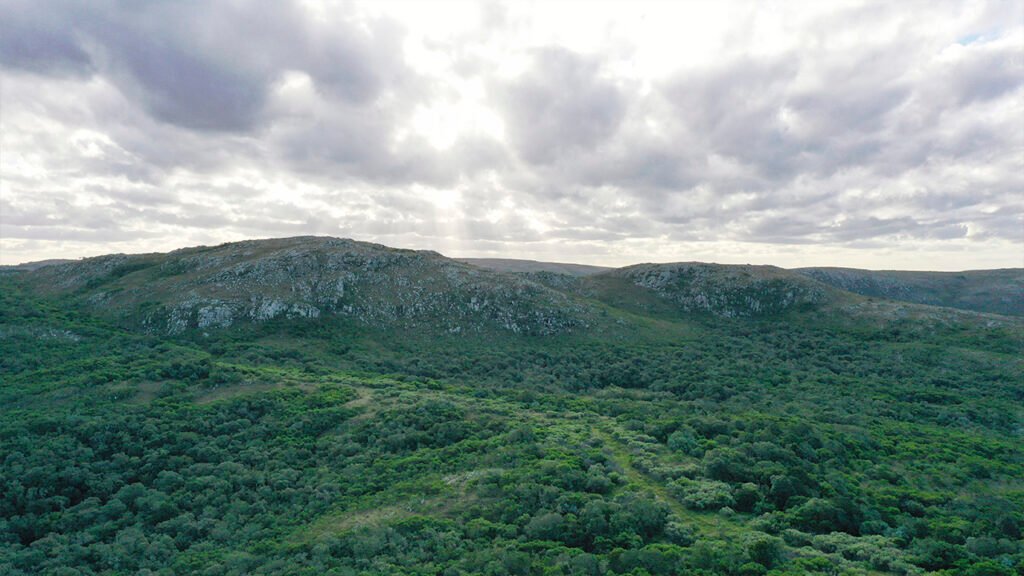Reserva El Yerbal: el proyecto que busca proteger las especies autóctonas y mantener los corredores biológicos en el límite de la Mata Atlántica