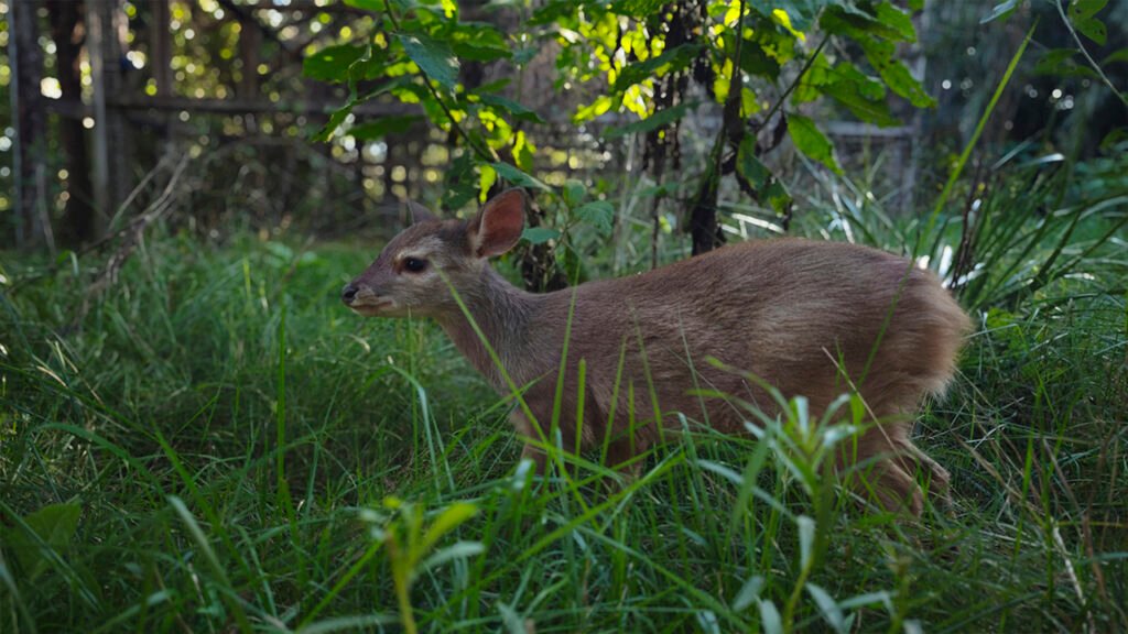 Avances en el proyecto de reintroducción de corzuela parda de la Reserva El Potrero