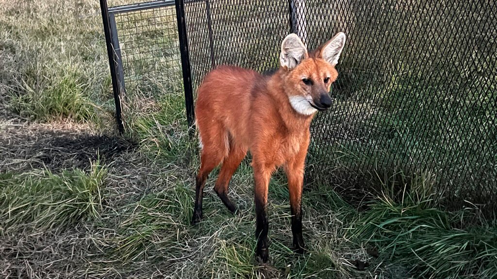 Un nuevo aguará guazú llegó a la Reserva El Potrero