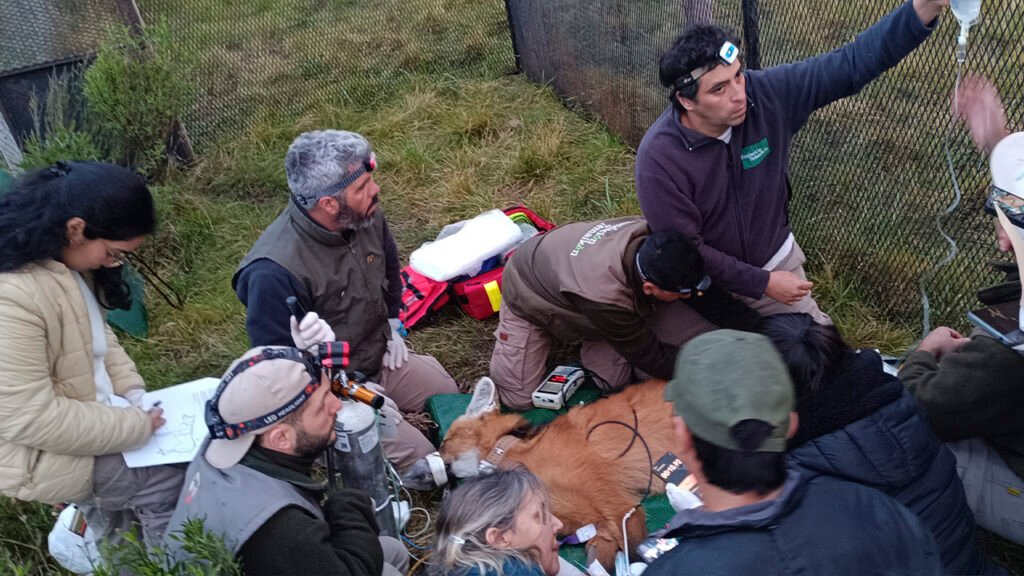 El aguará guazú avanza hacia su regreso a la vida silvestre