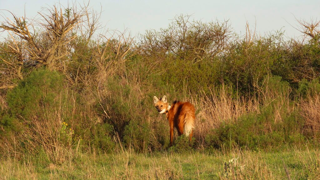 Regreso a la libertad: un aguará guazú fue reinsertado en su hábitat natural